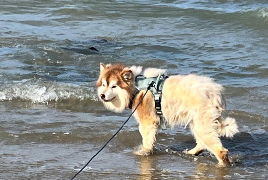 Verdwijningsalarm Hond Mannetje , 2 jaar Ploufragan Frankrijk Verdwijningsalarm Hond Mannetje , 2 jaar Ploufragan Frankrijk