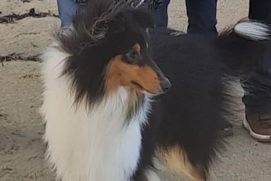 Verdwijningsalarm Hond  Mannetje , 4 jaar La Ferté-Macé Frankrijk