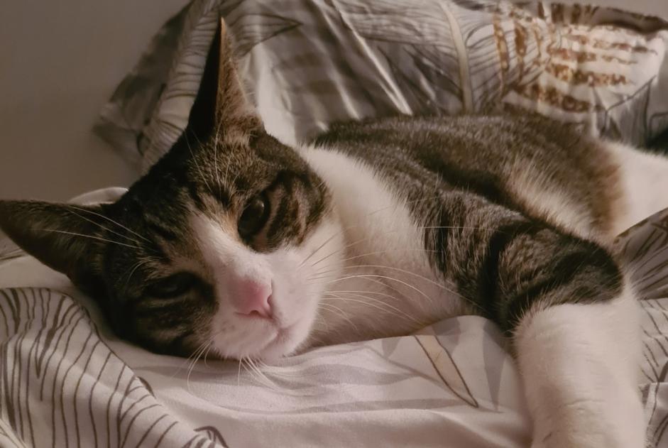 Verdwijningsalarm Kat  Mannetje , 9 jaar Penvénan Frankrijk