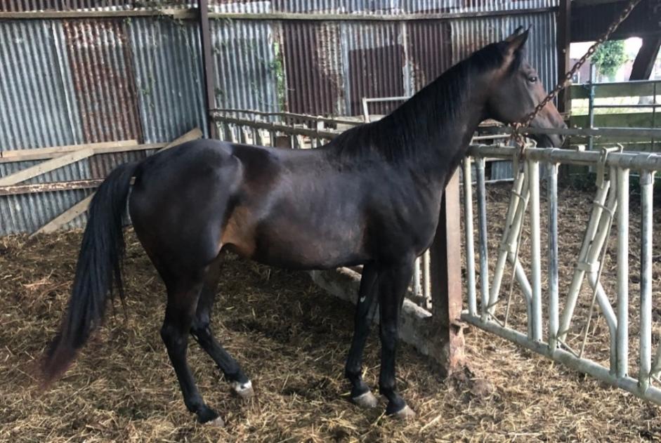Alerta descoberta Cavalo Fêmea Hénansal France